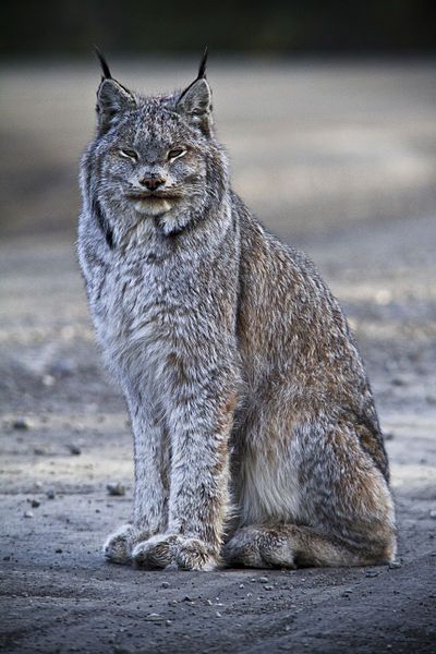 File:Canada Lynx (6187103428).jpg