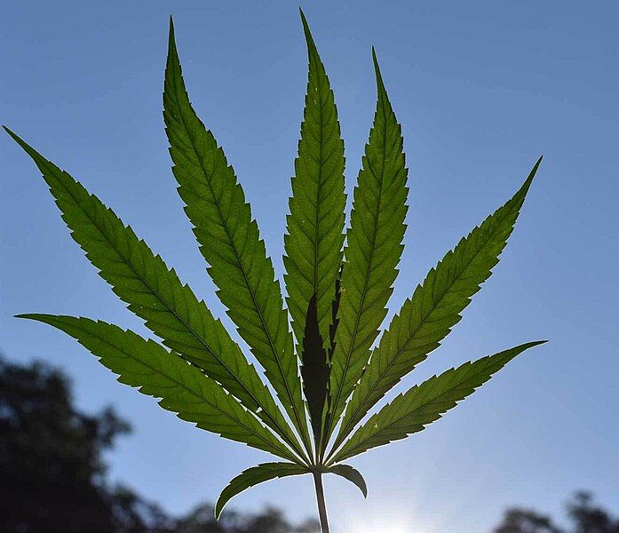 File:CannabisLeaf.jpg