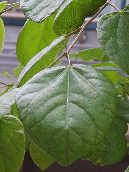 File:Cercis chinensis's leaf.JPG