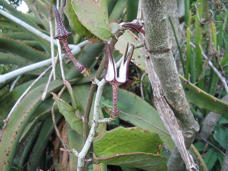 File:Ceropegia subsp serpentinaCrisHighamsPhoto.jpg