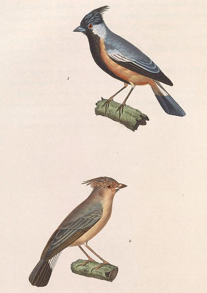 File:Charitospiza eucosma 1838.jpg