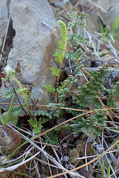 File:Cheilanthes acrostica kz2.jpg