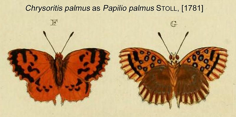 File:ChrysoritisPalmusStoll1781.JPG