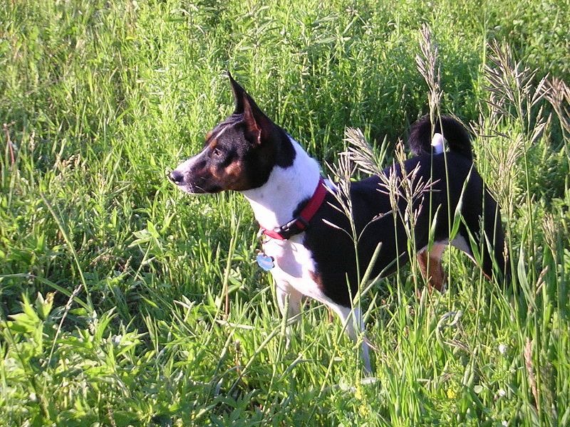 File:Congo Basenji.jpg