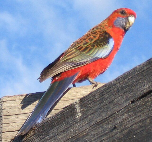 File:Crimson Rosella2.jpg