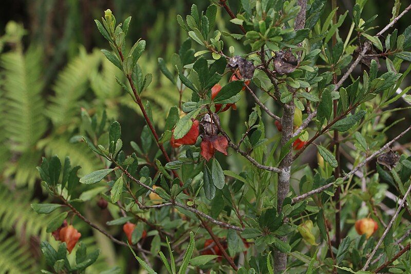 File:Crinodendron brasiliense plant.jpg