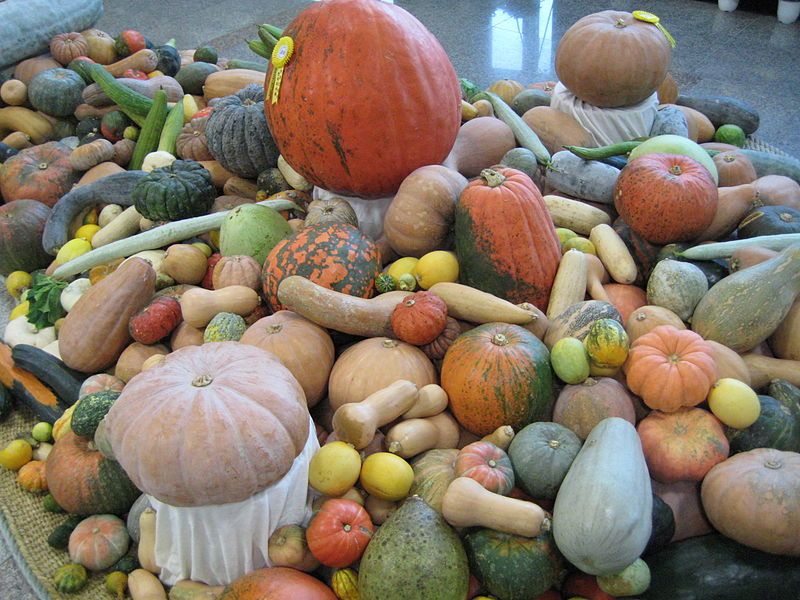 File:Cucurbits (Cucurbitaceae).jpg