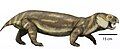 Dicynodon lacerticeps