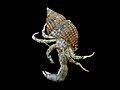 Hermit crabs have different sized claws