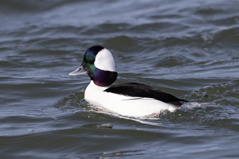 File:Drake Bufflehead LBI.png