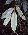 Underside of leaves