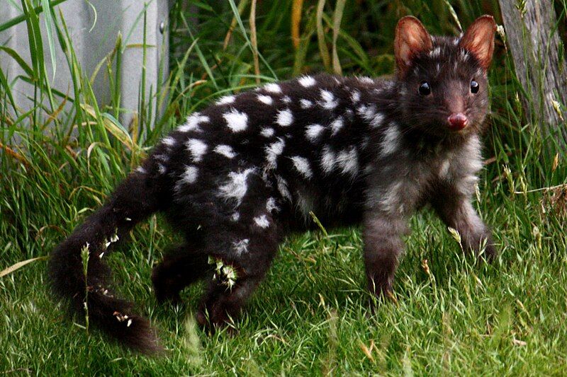 File:Eastern Quoll (Black).jpg