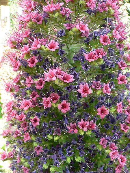 File:Echium wildpretii 3.jpg