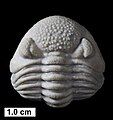 The Devonian trilobite Eldredgeops? norwoodensis, Milwaukee