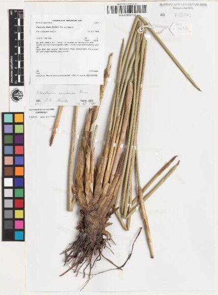 File:Eleocharis sundaica.jpg