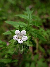 Flower and leaf of Ellisia nyctelea