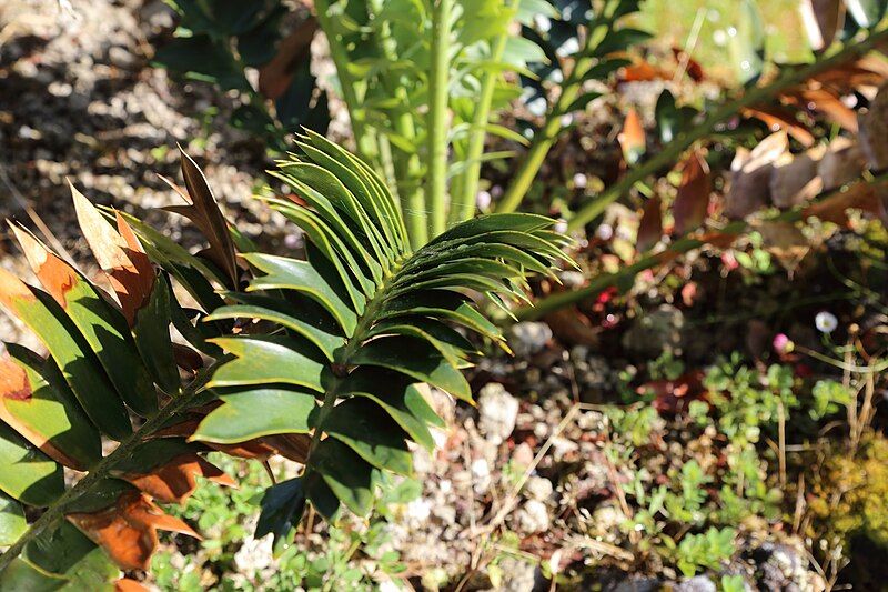 File:Encephalartos arenarius-IMG 8792.JPG