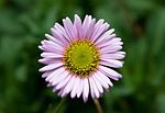 Erigeron glaucus