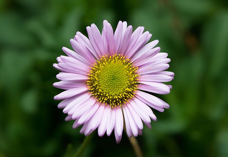 Erigeron Glaucus