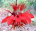 Erythrina variegata flower