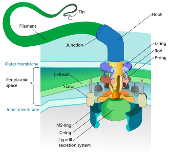 Flagellum