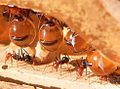 Image 31In honeypot ant repletes, the abdomens of the workers that hold the sugar solution grow vastly, but only the unsclerotised cuticle can stretch, leaving the unstretched sclerites as dark islands on the clear abdomen (from Arthropod exoskeleton)