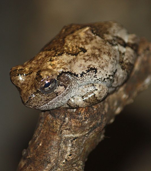 File:GrayTreeFrog2010.jpg