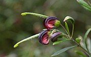 A pair of fully-developed Grevillea montana flowers at the Illawarra Grevillea Park.