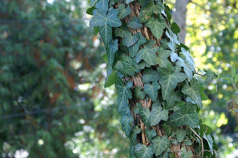 File:Hedera helix clinging.jpg