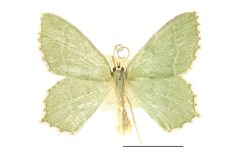 File:Hemithea aestivaria SLU.JPG