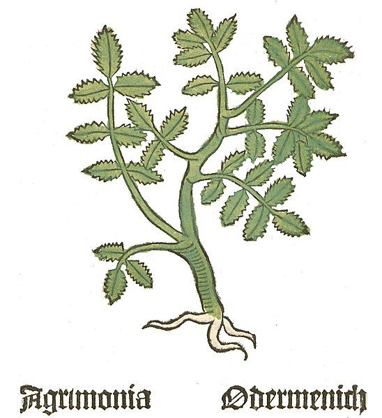 File:Herbarius Agrimonia1.jpg