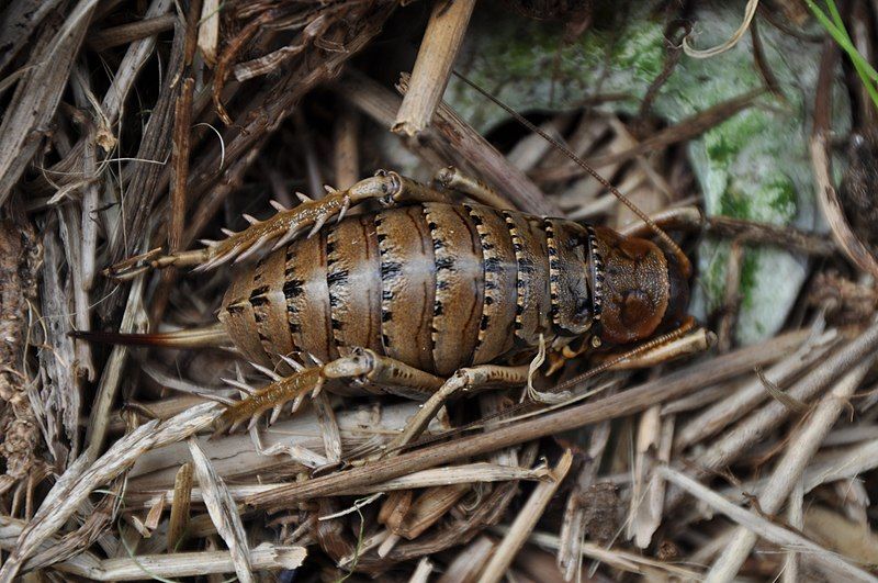 File:Herekopare Wētā 3.jpg