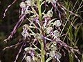 Lizard orchid.