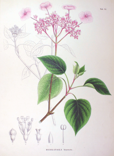 File:Hydrangea bracteata SZ92.png