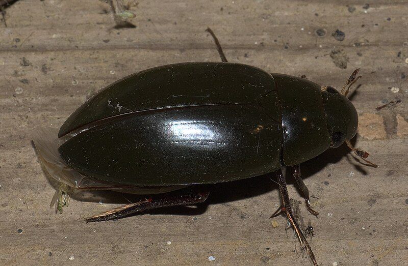 File:Hydrophilus triangularis P1220064a.jpg