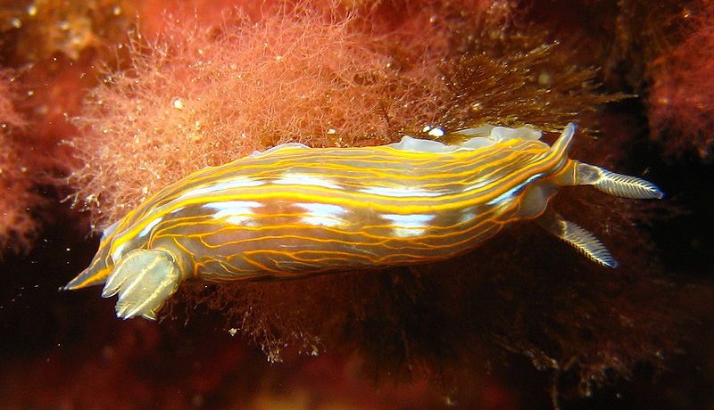 File:Hypselodoris villafranca.JPG