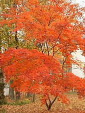 A Japanese maple tree in autumn. Autumn leaves also get their orange colour from carotenes.