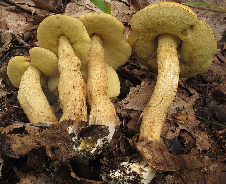 File:Leccinum rugosiceps 351975.jpg