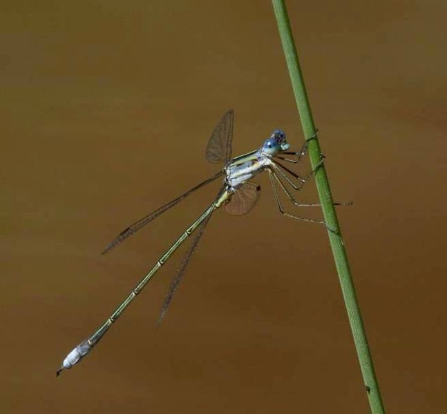 File:Lestes plagiatus 2.jpg