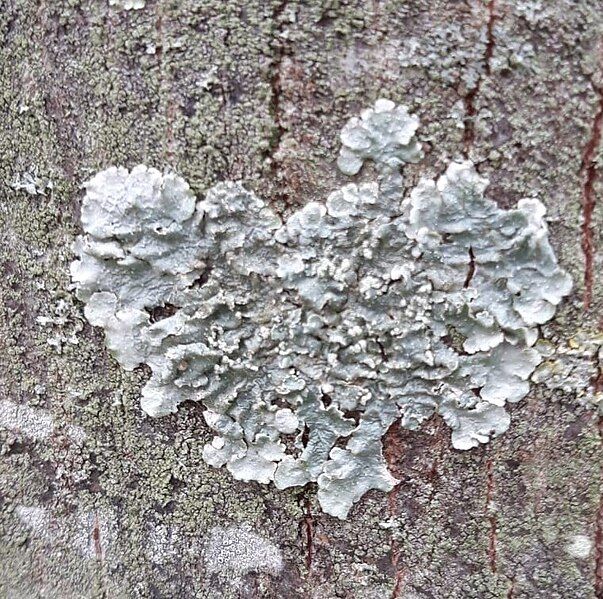 File:Lichen foliacé.jpg