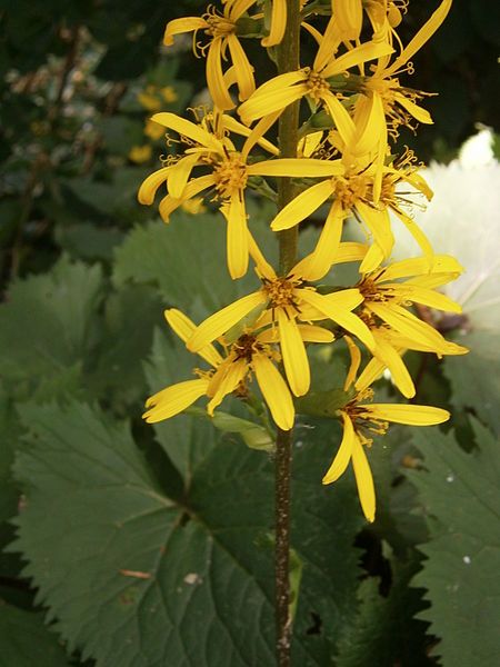 File:Ligularia przewalskii03.jpg