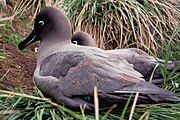 Sooty albatross