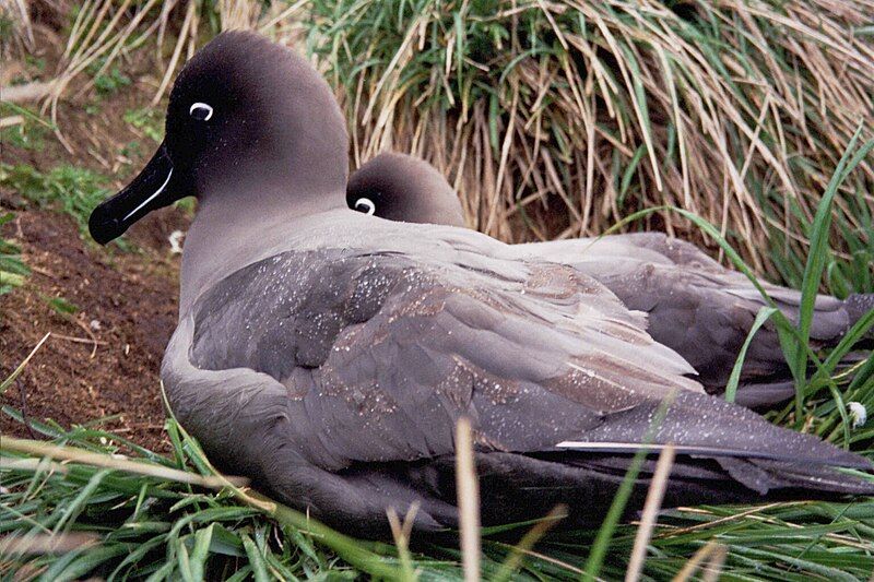 File:MacquarieIslandSooties.JPG