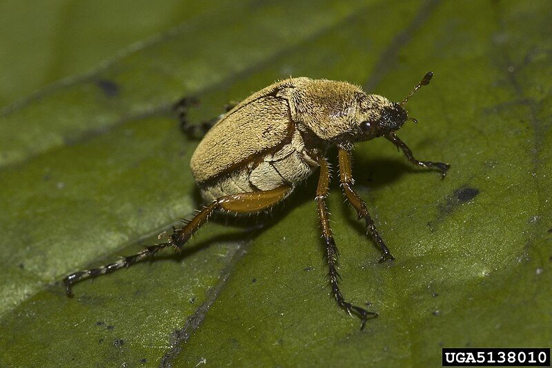 File:Macrodactylus subspinosus 5138010.jpg