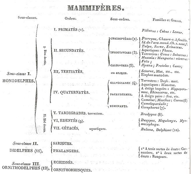 File:Mammiferes.jpeg