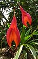 Masdevallia veitchiana flowers Peru - Machu Picchu