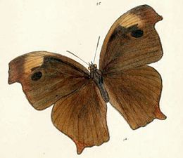 Dorsal view (dry-season form)