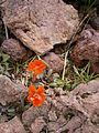 Mimulus cupreus