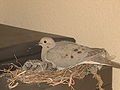 Mourning Doves nesting in central Irvine.