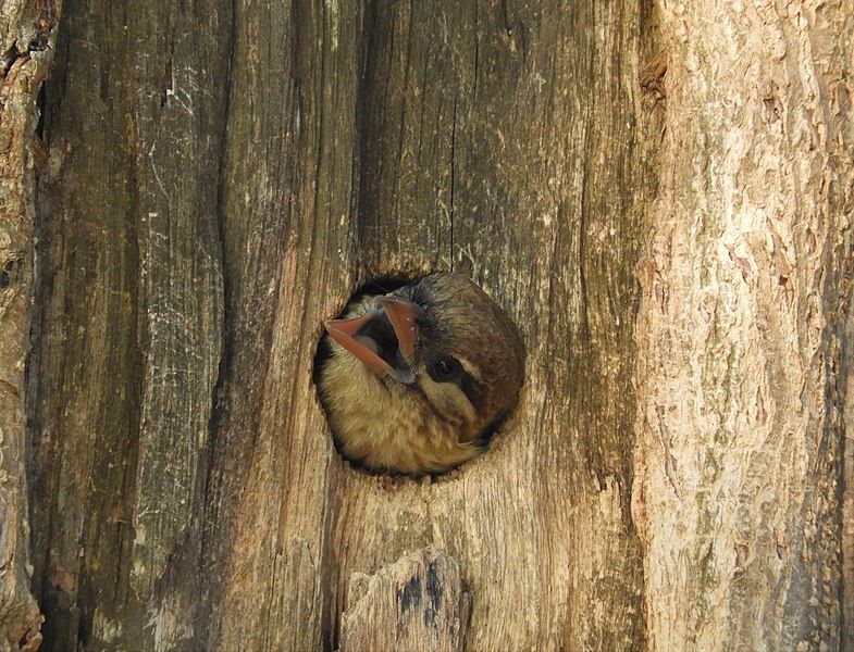 File:Nesting White-cheeked Barbet.jpg